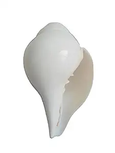 Neal Exclusive Natural Big Blowing Shank conch shells (5 INCH)
