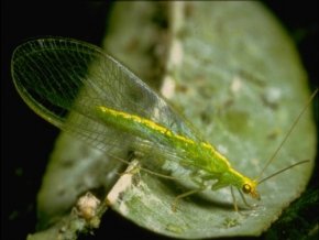 150 Florfliegenlarven – Nützling u.a. gegen Blattläuse und Thrips - 2