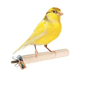 DreamAuro Natural Habitat Wooden Bird Perch/Stand/Toy (4 Inches/10 cm)