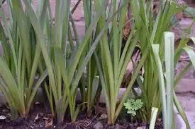 SJ Stocks Plastic Pot With Tuberose/rajanigandha Yellow Flower Live Plant Bulb