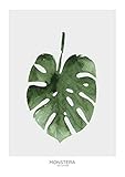  Desconocido LÁMINA BOTÁNICA Monstera