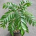 Curry leaves tree live plant (pack of 1)