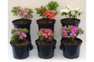 Meredith Nurseries 3 Mixed Dwarf Azalea Shrub Plants 2ltr pots