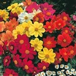 Dahlia - Dwarf Patio - Mignon Mixed - 150 Finest Seeds
