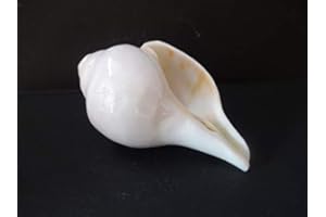 CRAFTSLOOK Original Blow Wave (VAMAVARTI BAJNEWALA) - Snail Shell - Loud and Big Vamavarti Blow Wave (White) ~ Shankha Clam Shells - Sea Clam for Lung Strength/Immunity 6 "inch