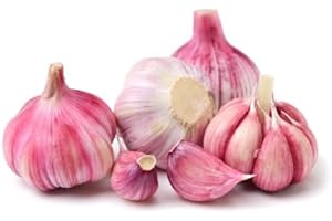 ‎QUAST MEERRETTICH Violetter Knoblauch | Frischer Lila Knoblauch (3 Stück)