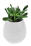  United Entertainment Wiederaufladbarer LED Blumentopf mit Bluetooth Lautsprecher - Weiß