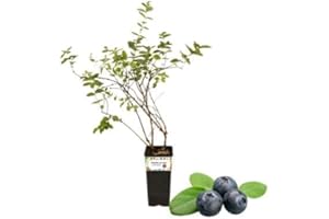 P. Piantine da Orto | Mirtillo Nero Gigante Precoce, Vaso da 2L, Pianta Pronta per Il Trapianto, Pianta Vera da Orto, da Balcone e da Esterno, Vivaio Italiano