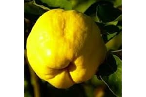 VIVAIO SANTABERNADETTA MELO MELA COTOGNA A RADICE NUDA MATURAZIONE OTTOBRE ALBERO ALBERI DI FRUTTA ALBERO FRUTTI A RADICE SCOSSA