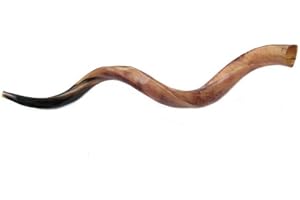 SHOFAROT ISRAEL Jerusalem Shofar Kosher Yemenite Horn Polished Natural Showfar Schofar Chofar Rosh hashanah Blow handcrafted