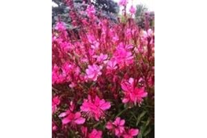 HORTIFLOR BUREAU Gaura lindheimeiri 'Gaudi Red' - (lot de 3 pieds)