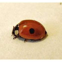 INSECTOSPHERE Coccinelles à 2 Points Anti pucerons des Arbres fruitiers et ornementaux - 20 coccinelles pour 1 Arbre. Traitement Biologique et Naturel.