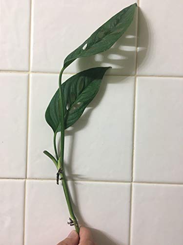 monstera erde oder substrat Monstera Erde main image 1