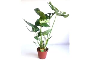 BRYNCIR GARDEN CENTRE Swiss Cheese Plant - Monstera Deliciosa-Air Purifying- Height 60-70 cm