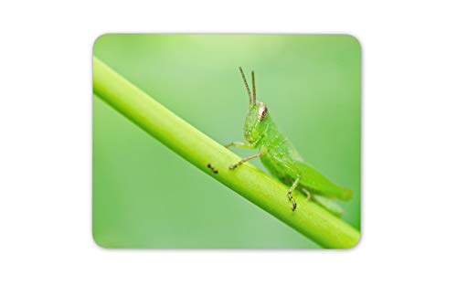 Lime Green Grasshopper Mouse Mat Pad - Bug Grass Hopper Fun Computer #14128
