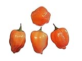 semilla habanero chichen itza  10 x Habanero Orange Semillas
