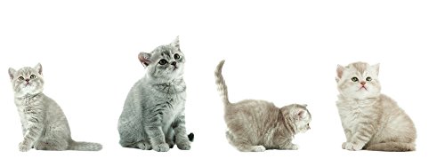 8 x Fenstersticker Katzen, Kätzchen, Katzenkinder, Fensterbilder, Windowsticker, Fensterdeko, Fenster Tattoo, Fensterfolie, Fliesensticker, Fliesenaufkleber, 4 verschiedene Designs, wiederverwendbar