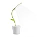 Produktbild iegrow LED Schreibtischlampe, 1 W USB 3 Leuchtmodi, DE TABLE, DE Lesung, Helligkeit verstellbar Touchscreen Lampen Nachttischlampe, grün 1.00 wattsW 5.00 voltsV