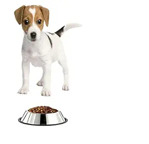 Pets Empire Steel Dog Feeding Bowl for Small Breeds, Puppies and Cats, X-Small (1 Piece