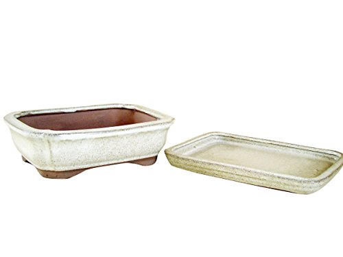 Bonsaischale glasiert creme eckig, L 16 cm x B 12,5 cm x H 5 cm mit Untersetzer + passende Abdecknetze - 2