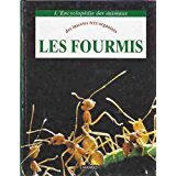 Les fourmis