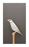 Image de Luke Stephenson: An Incomplete Dictionary of Show Birds