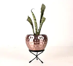 HINS Hammerd Metal Polka Round Shape Flower Plant Pot With Stand (Copper, Large) Metal Pots For Indoor Plants I Elevated Garden Planter I Raised Planter I Desk Plant I Raised Planter Box I Ascent Homes Metal Planter I Raised Planter Box With Legs I Brass Pots For Indoor Plants I Golden Planter I Mid Century Plant Stand I Brass Planters For Indoor Plants I Indoor Plant Stand For Living Room I Metal Planters Pot For Indoor Plants designer pots for indoor plants