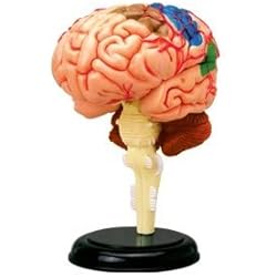Puzle de 32 piezas que simula el cerebro humano