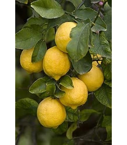 Pianta Di Limone Dolce In Vaso - Agrumo Con Frutti Dolci, Ideale Per Giardino O Balcone