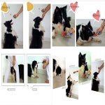 Pet-Training-Stick-Focuspet-Pet-Target-Stick-Portable-UltrasonicSound-Training-Clicker-Dog-Cat-Commander-Stick-Blue