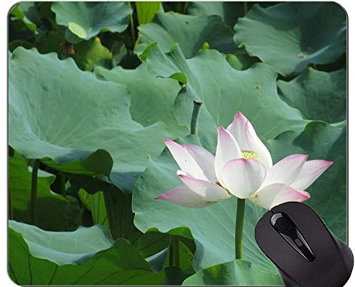 Preisvergleich Produktbild Indische Lotusblume verlässt Mausunterlage Anti-Rutsch - Lotus rutschfeste Gummibasis Mousepad