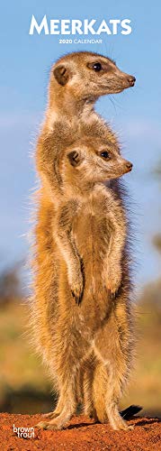 Meerkats - Erdmännchen 2020: Original BrownTrout-Kalender - Slimline [Mehrsprachig] [Kalender] (Slimline-Kalender)