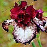 VISTARIC 7: 50 PC heiÃŸe hohe Rote Schnee-Blumen-Samen, und auf den Innenhof Perennial Little Garden Dekorative Luftblasen-Beutel * Beste Bonsai Heim Armbanduhr 7