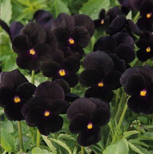 Stiefmütterchen Blacky 20 Samen , Viola Crystal Black