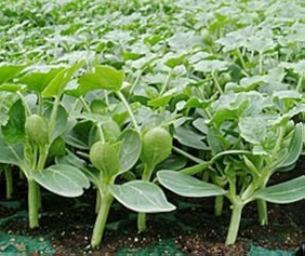 Подвой для арбузов и дынь. Семена подвоя для дыни из китая. Китайский подвой для арбуза. Подвой для арбуза. Семена подвоя для дыни из китая.