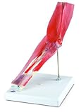 articulacion del codo ppt orígenes y las inserciones musculares se levantan y un código de colores