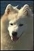 Produktbild 247095 Samoyed A4 Photo Poster Print 10x8