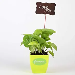 Ferns N Petals Golden Money Plant Live with Love You Tag Indoor Green Plastic Pot 3 X 3 Inches