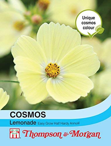 Thompson & Morgan - Cosmos Limonade - 30 Graines