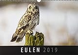  Eulen 2019: Wandkalender