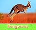Produktbild Kangaroos (Pebble Plus: Australian Animals)