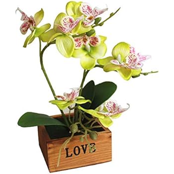 Bonsaï Phalaenopsis Papillon Orchidées Avec Pot De Fleurs En