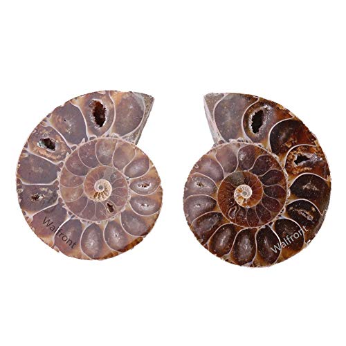 2Pz Conchiglia Fossile Esemplare Ammonite Madagascar Estinse Pietre Naturali e Minerali per l'Istruzione Scientifica di Base Biologia(Diametro 4cm)