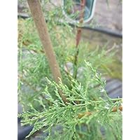 Heide Tamariske - Sommertamariske - Tamarix ramosissima