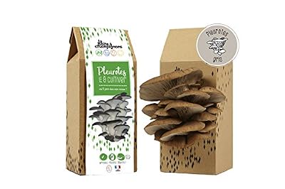 La Boîte à Champignons Kit Champignons - Prêt à Cultiver - Pleurotes Gris - Small