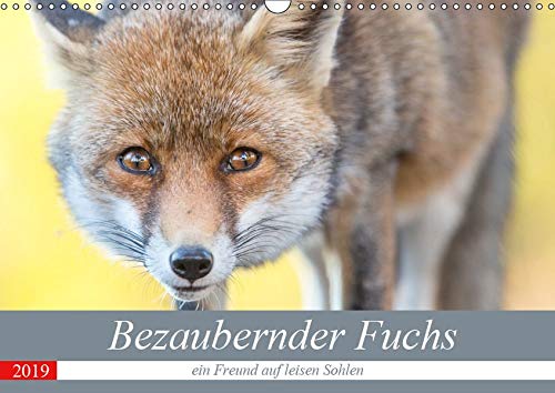 Bezaubernder Fuchs - ein Freund auf leisen Sohlen (Wandkalender 2019 DIN A3 quer): Ein wilder Fuchs - 12 großartige Fotos. (Monatskalender, 14 Seiten ) (CALVENDO Tiere)