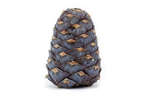 Bio-Zirbenöl | 10ml - 7