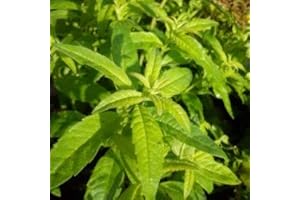 HORTIFLOR BUREAU Verveine citronnelle BIO - Lippia citriodora (lot de 3 pieds)