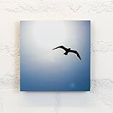 Holzbild 15x15 cm, Motiv: Schattenmöwe - Tiere, Vögel, Möwe, Feder, fliegen - Holz, Wandbild, Wohndekoration, Geschenk