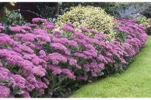 PARK FARM PLANTS Sedum spectabile Autumn Joy Garden Ready 9cm Pot